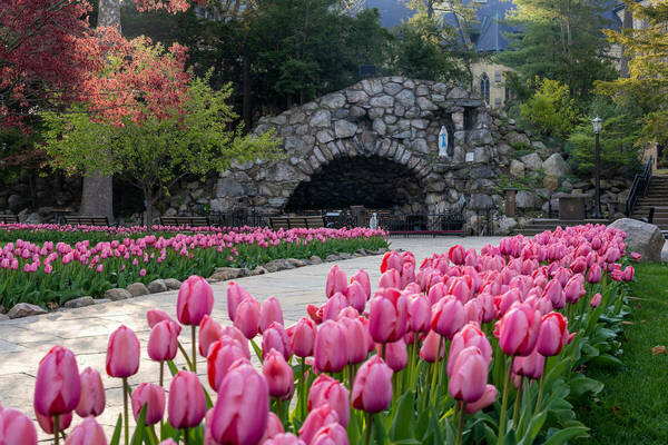 Grotto Tulips