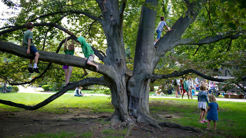 Children playing in a tree on campus